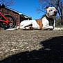 Tate is registered to the contest to win money with this photo: canidae, carnivore, companion_dog, dog, dog_breed, dog_walking, fawn, leash, non_sporting_group, pit_bull, pointer, snout, sporting_group, vehicle