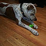 Tate joined the competition — help win amazing prizes! braque_dauvergne, canidae, carnivore, dog, dog_breed, floor, flooring, german_shorthaired_pointer, hardwood, laminate_flooring, louisiana_catahoula_leopard_dog, mammal, old_danish_pointer, pointer, sporting_group, tail, wood