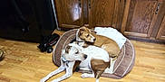 Tate joined the competition — help win amazing prizes! canidae, carnivore, dog, dog_breed, fawn, floor, flooring, galgo_espanol, greyhound, hardwood, ibizan_hound, italian_greyhound, lurcher, magyar_agar, mammal, sighthound, sporting_group, whippet, wood, wood_flooring