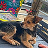 Quesnot Sabrina participe au concours pour gagner de l'argent avec cette photo : bicycle, black_fur, brown_fur, chair, dog, floral_pattern, garden, hand, lying_down, outdoor, patio, pointed_ears, portrait, puppy, scruffy_fur, sitting, small_dog, sunlight, table, terrier