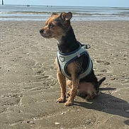 Quesnot Sabrina participe au concours pour gagner de l'argent avec cette photo : beach, coastal, dog, harness, heart, leash, low_tide, ocean, outdoors, profile, sand, scruffy_fur, seaside, shells, shoreline, sitting, small_dog, sunlight, waves, windblown_ears