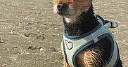 Quesnot Sabrina a rejoint le concours — aidez-le/la à gagner de superbes lots ! animal, beach, beachgoers, blue_sky, coast, dog, harness, ocean, outdoor, pet, portrait, sand, scruffy_fur, seaside, shoreline, small_dog, standing, sunny, waves, wet_sand