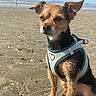 animal, beach, beachgoers, blue_sky, coast, dog, harness, ocean, outdoor, pet, portrait, sand, scruffy_fur, seaside, shoreline, small_dog, standing, sunny, waves, wet_sand