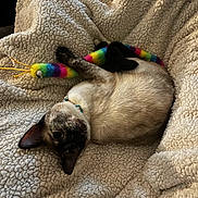 Spring Roll is registered to the contest to win money with this photo: animal, blanket, cat, collar, colorful, comfort, cozy, cute, feline, fur, indoor, pet, playful, plush_toy, relaxed, resting, siamese_cat, sleeping, soft_texture, toy