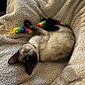 animal, blanket, cat, collar, colorful, comfort, cozy, cute, feline, fur, indoor, pet, playful, plush_toy, relaxed, resting, siamese_cat, sleeping, soft_texture, toy