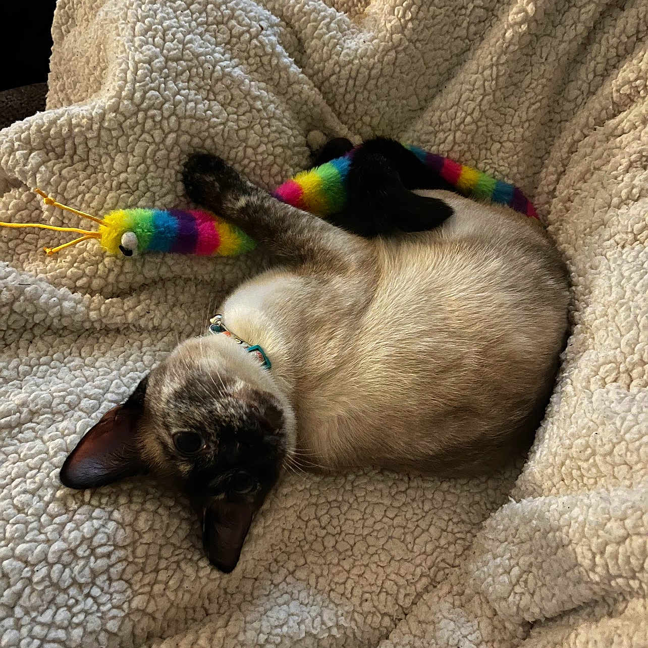 Spring Roll is registered to the contest to win money with this photo: animal, blanket, cat, collar, colorful, comfort, cozy, cute, feline, fur, indoor, pet, playful, plush_toy, relaxed, resting, siamese_cat, sleeping, soft_texture, toy