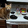 Cheddar joined the competition — help win amazing prizes! cat, orange_tabby, kitchen, stove, cake, decorated_cake, card, handmade_card, treats, countertop, oven, cabinet, appliance, domestic, pet, whiskers, collar, indoor, food, plate