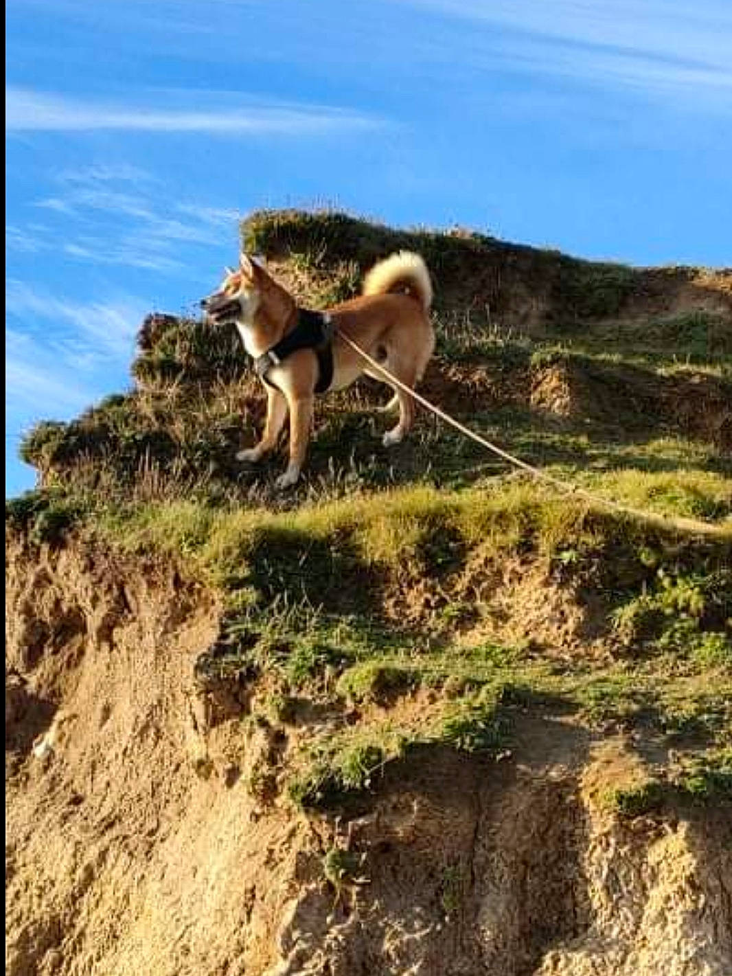 Haiko a rejoint le concours — aidez-le/la à gagner de superbes lots ! bedrock, canidae, carnivore, cloud, dog_breed, fawn, goat, goat_antelope, goats, grassland, hill, landscape, mountain, plant, plant_community, sky, slope, soil, terrestrial_animal, working_animal