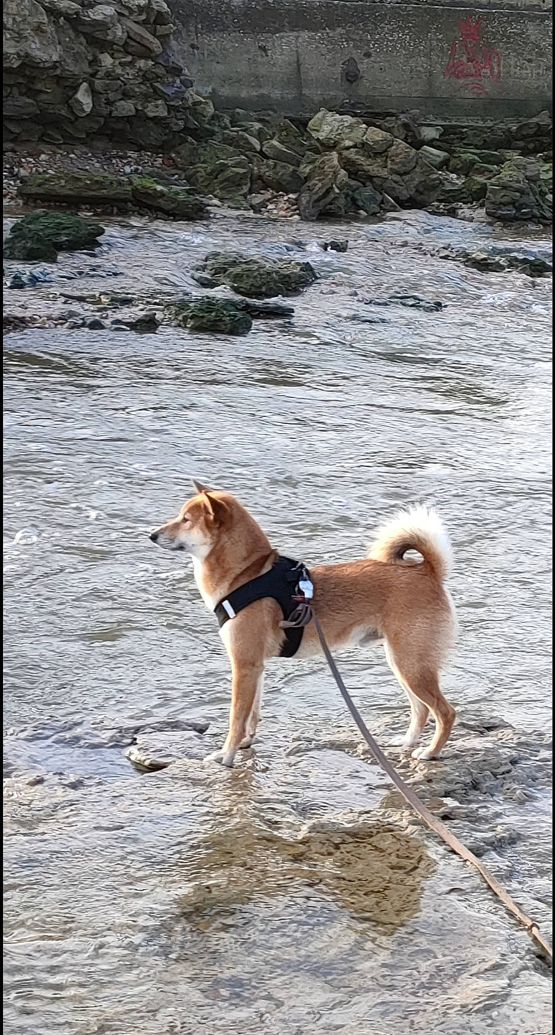 Haiko a rejoint le concours — aidez-le/la à gagner de superbes lots ! beach, canidae, carnivore, collar, companion_dog, dog, dog_breed, dog_supply, dog_walking, fashion_accessory, fawn, leash, pet_supply, sporting_group, tail, water, wildlife, wood, working_animal, working_dog