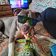 Millie is registered to the contest to win money with this photo: dog, sunglasses, bed, toy, hand, tattoo, quilt, patterned, curtains, butterfly, dresser, furniture, indoor, pet, playful, gray_dog, white_paws, relaxed, reflection, casual