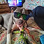 dog, sunglasses, bed, toy, hand, tattoo, quilt, patterned, curtains, butterfly, dresser, furniture, indoor, pet, playful, gray_dog, white_paws, relaxed, reflection, casual