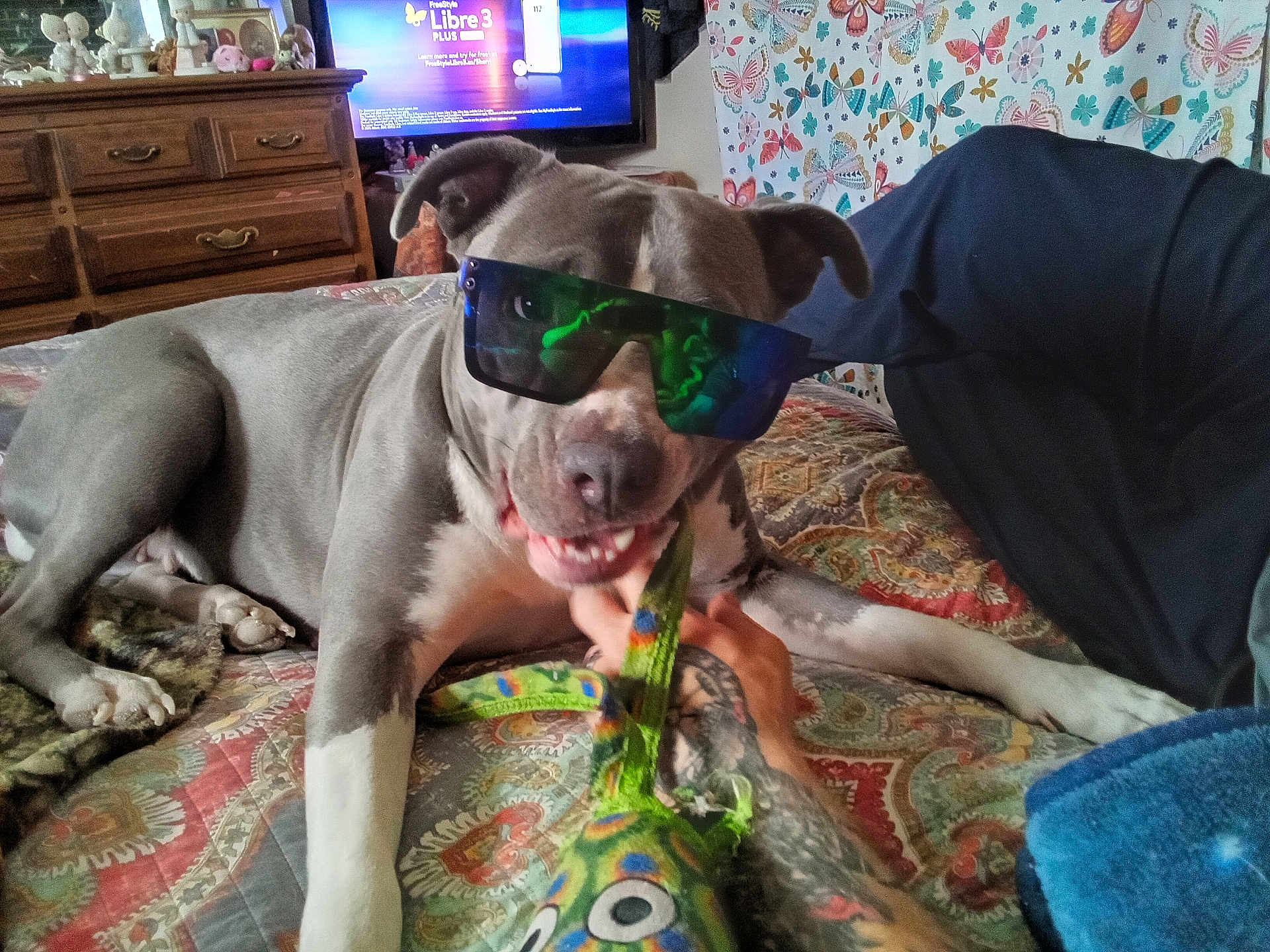 Millie is registered to the contest to win money with this photo: dog, sunglasses, bed, toy, hand, tattoo, quilt, patterned, curtains, butterfly, dresser, furniture, indoor, pet, playful, gray_dog, white_paws, relaxed, reflection, casual