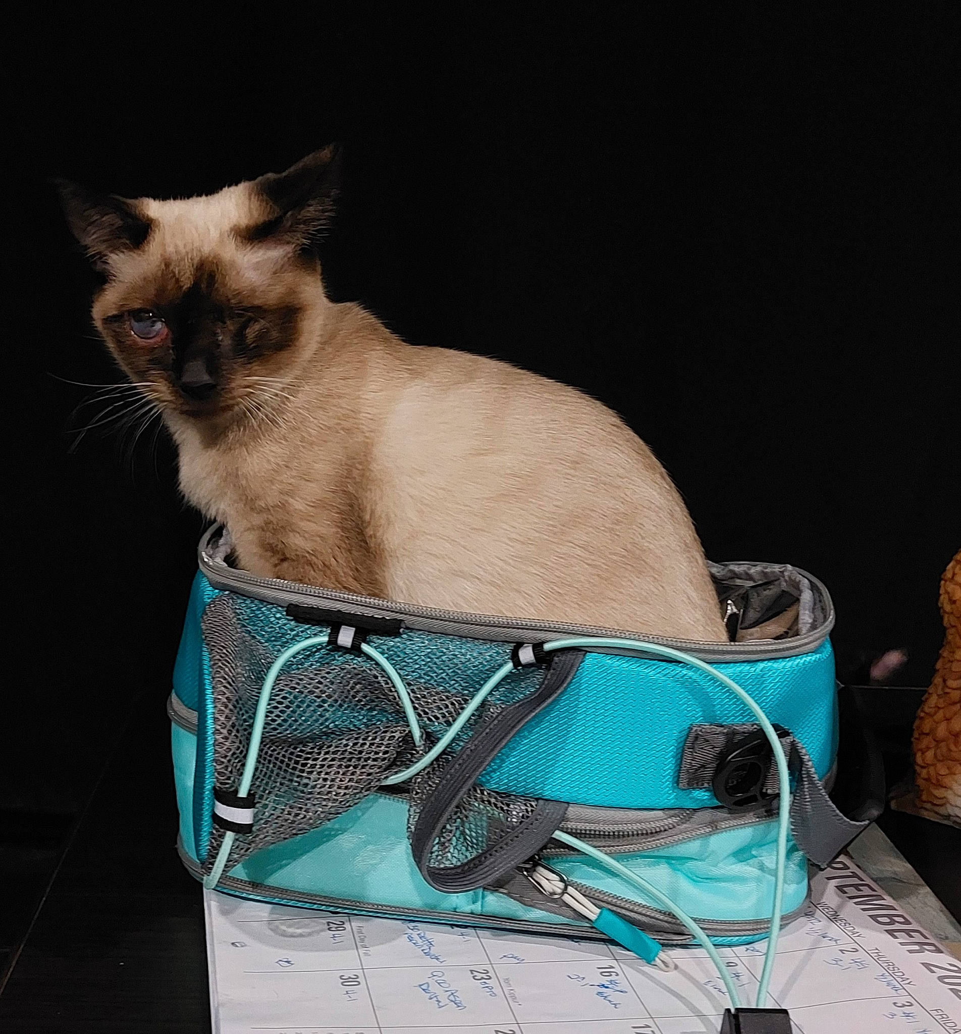 Cosmo is registered to the contest to win money with this photo: bag, birman, carnivore, cat, cat_supply, comfort, fawn, felidae, fur, pet_supply, siamese, small_to_medium_sized_cats, tail, whiskers