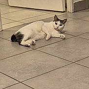 Princesse a rejoint le concours — aidez-le/la à gagner de superbes lots ! cat, white_cat, lying_down, floor, tile_floor, indoor, door, curious, relaxed, pet, animal, paw, whiskers, ears, home, domestic, fur, looking, resting, quiet