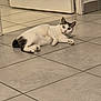 cat, white_cat, lying_down, floor, tile_floor, indoor, door, curious, relaxed, pet, animal, paw, whiskers, ears, home, domestic, fur, looking, resting, quiet