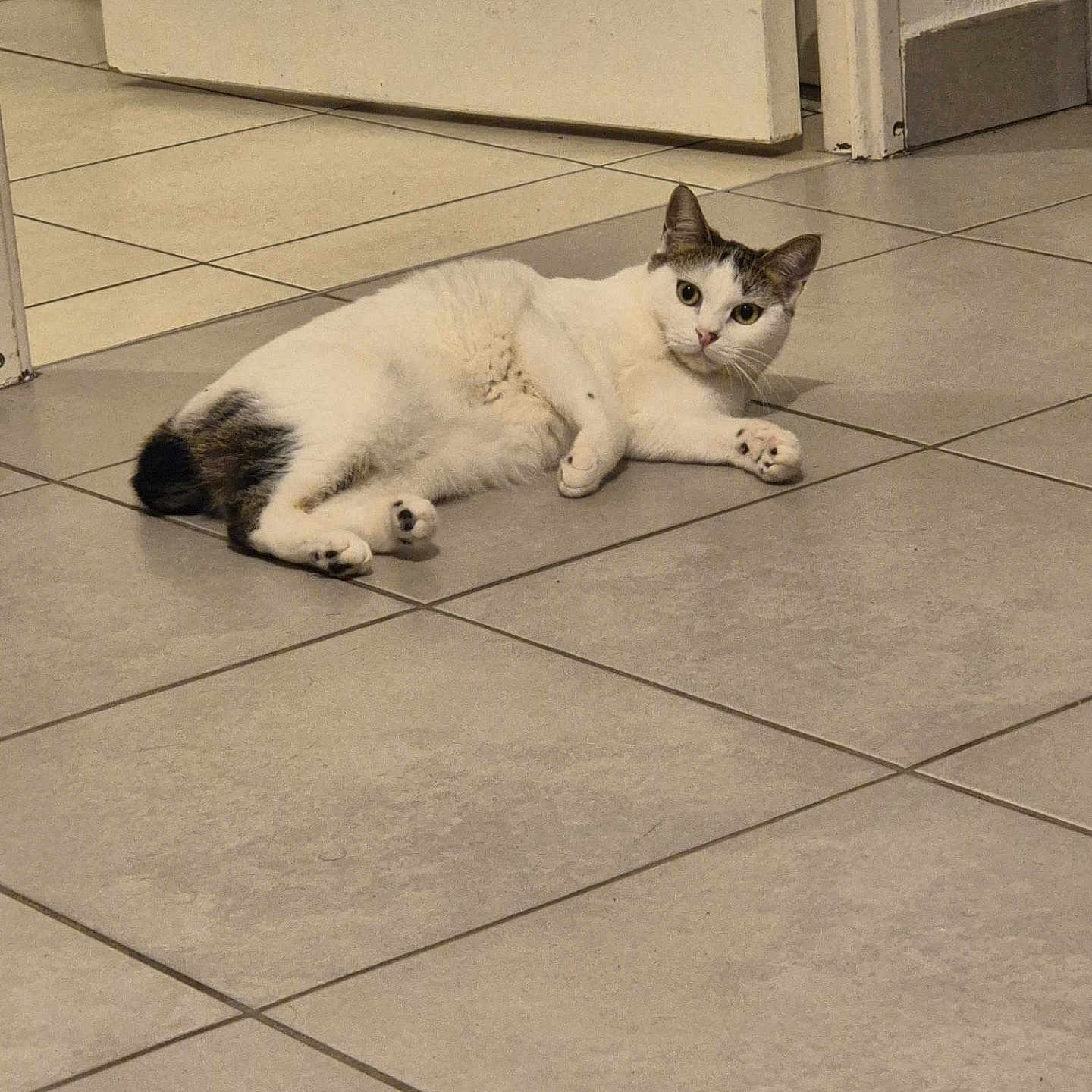 Princesse a rejoint le concours — aidez-le/la à gagner de superbes lots ! animal, cat, curious, domestic, door, ears, floor, fur, home, indoor, looking, lying_down, paw, pet, quiet, relaxed, resting, tile_floor, whiskers, white_cat