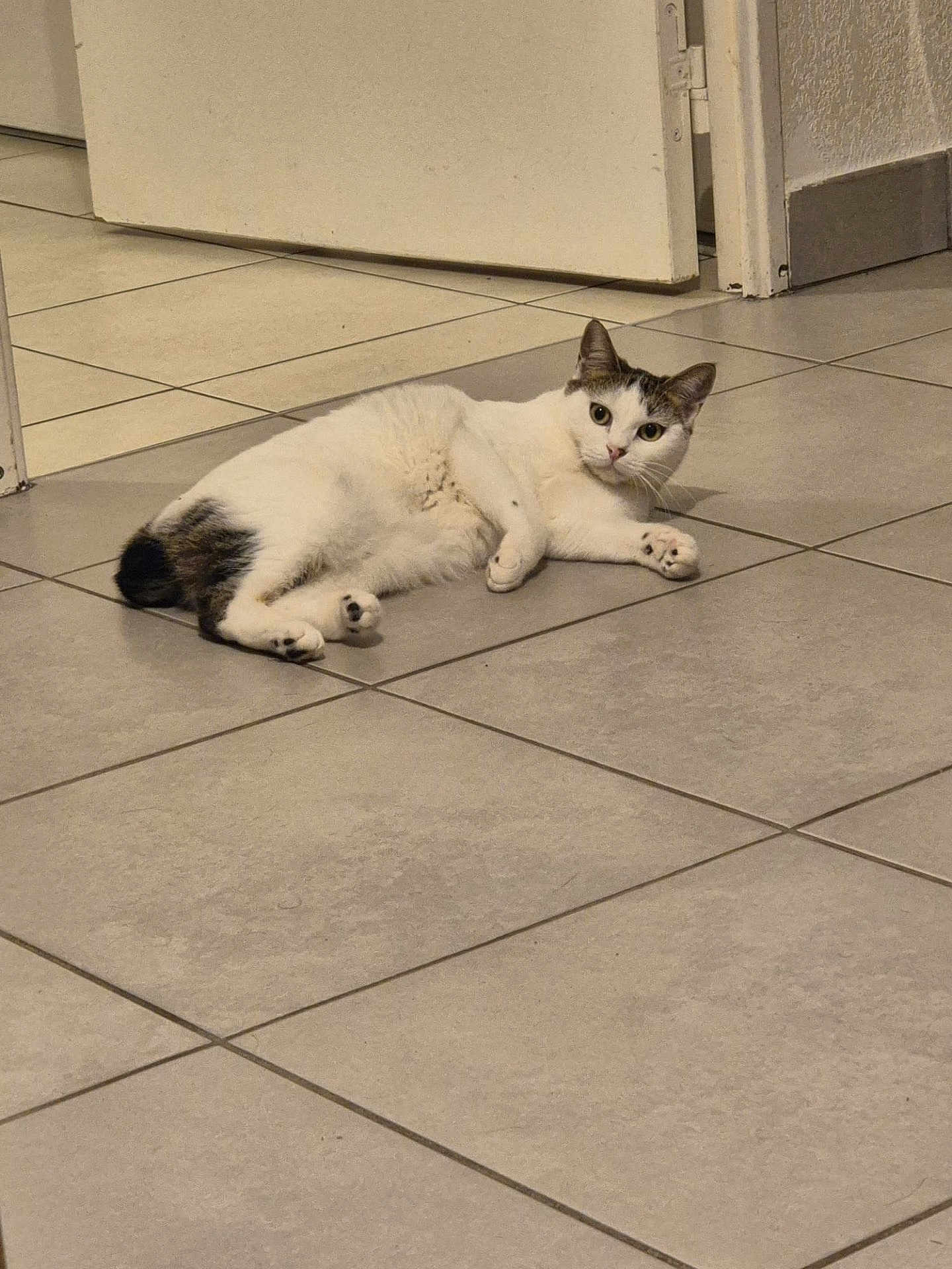 Princesse a rejoint le concours — aidez-le/la à gagner de superbes lots ! cat, white_cat, lying_down, floor, tile_floor, indoor, door, curious, relaxed, pet, animal, paw, whiskers, ears, home, domestic, fur, looking, resting, quiet