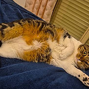 Huline a rejoint le concours — aidez-le/la à gagner de superbes lots ! cat, tabby, white_paws, lying_down, stretching_paw, indoor, blanket, blue_blanket, relaxed, pet, feline, fur, whiskers, ears, eyes_open, cozy, resting, home, animal, cute