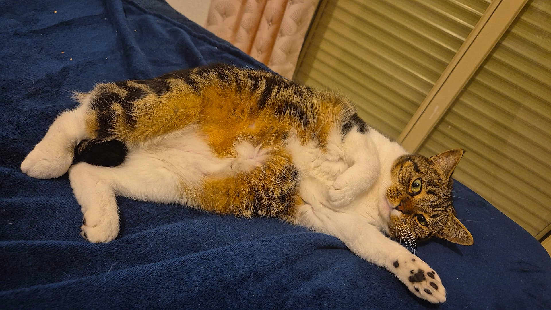 Huline a rejoint le concours — aidez-le/la à gagner de superbes lots ! cat, tabby, white_paws, lying_down, stretching_paw, indoor, blanket, blue_blanket, relaxed, pet, feline, fur, whiskers, ears, eyes_open, cozy, resting, home, animal, cute
