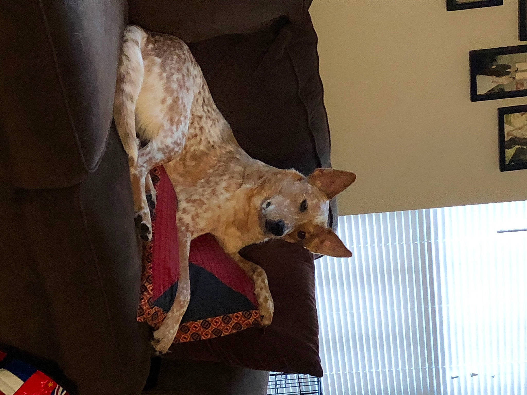 Apple Jax is registered to the contest to win money with this photo: canidae, carnivore, dog, dog_breed, fawn, sporting_group