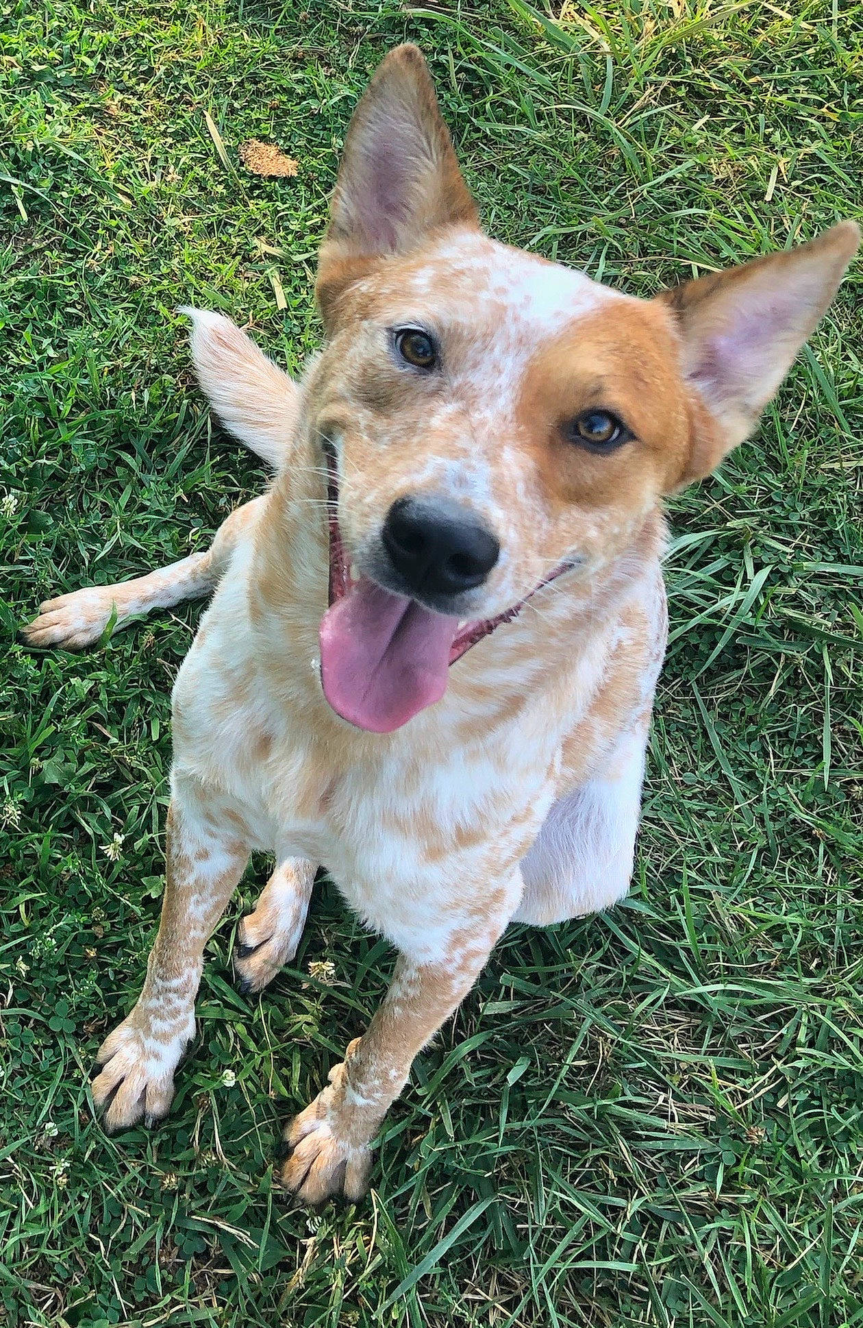 Apple Jax is registered to the contest to win money with this photo: australian_cattle_dog, canidae, carnivore, carolina_dog, companion_dog, corgi_chihuahua, dog, dog_breed, fawn, feist, formosan_mountain_dog, mammal, pariah_dog, rare_breed_dog, rat_terrier, snout, teddy_roosevelt_terrier, texas_heeler, vertebrate, working_dog