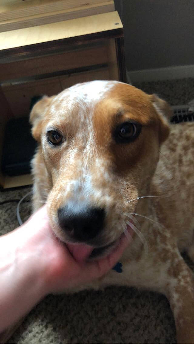 Apple Jax is registered to the contest to win money with this photo: canidae, carnivore, companion_dog, dog, dog_breed, ear, feist, lurcher, mammal, nose, snout, sporting_group, vertebrate, whiskers, working_dog