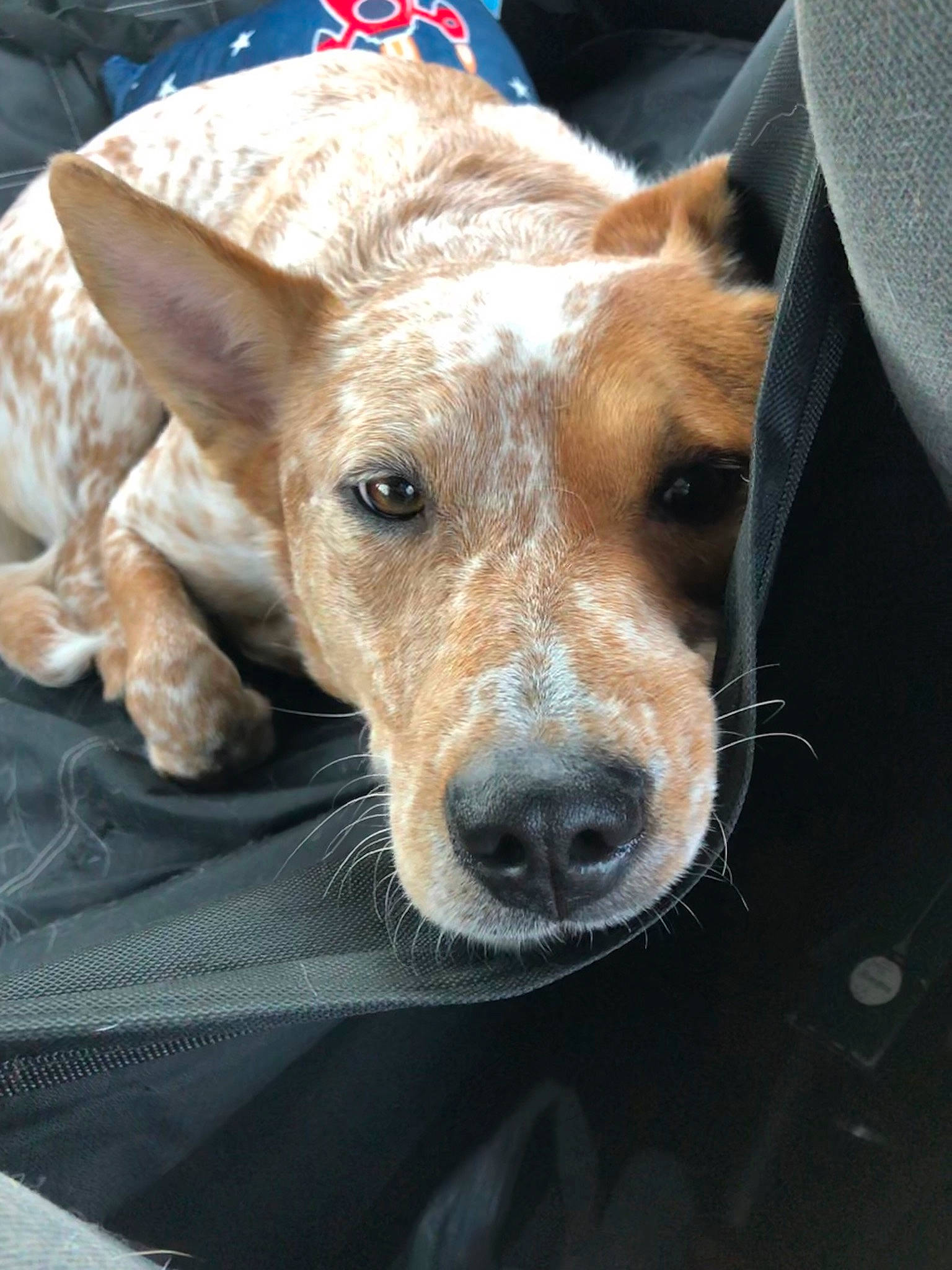 Apple Jax joined the competition — help win amazing prizes! australian_cattle_dog, canidae, carnivore, carolina_dog, companion_dog, dog, dog_breed, ear, fawn, feist, fox_terrier, mammal, rat_terrier, snout, sporting_group, street_dog, vertebrate, whiskers, working_dog