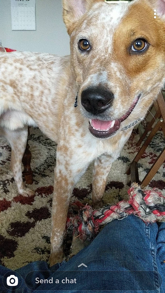 Apple Jax joined the competition — help win amazing prizes! canidae, carnivore, companion_dog, dog, dog_breed, fawn, feist, mammal, rare_breed_dog, snout, sporting_group, street_dog, vertebrate