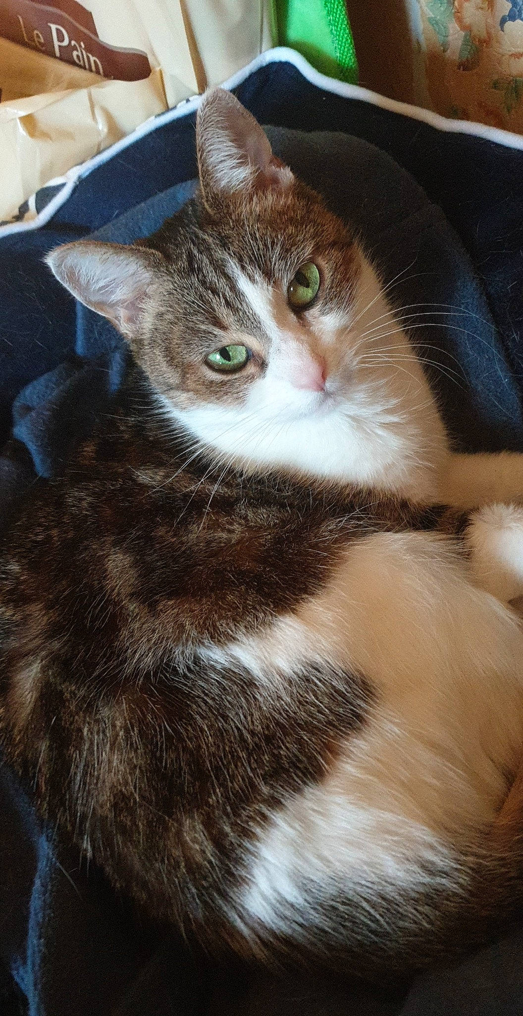 Chippie a rejoint le concours — aidez-le/la à gagner de superbes lots ! bag, brown, carnivore, cat, domestic_short_haired_cat, eye, fawn, felidae, fur, iris, paw, small_to_medium_sized_cats, snout, tail, terrestrial_animal, whiskers