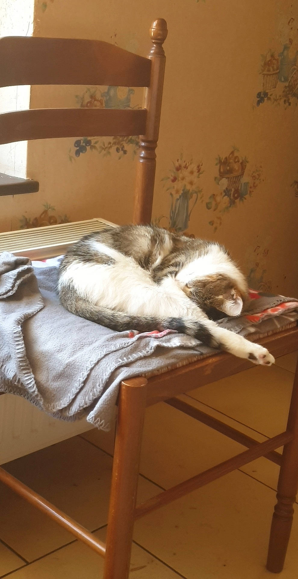 Chippie a rejoint le concours — aidez-le/la à gagner de superbes lots ! canidae, carnivore, cat, cat_supply, chair, comfort, companion_dog, dog_breed, felidae, flooring, fur, hardwood, nap, natural_material, room, small_to_medium_sized_cats, sporting_group, tail, whiskers, wood