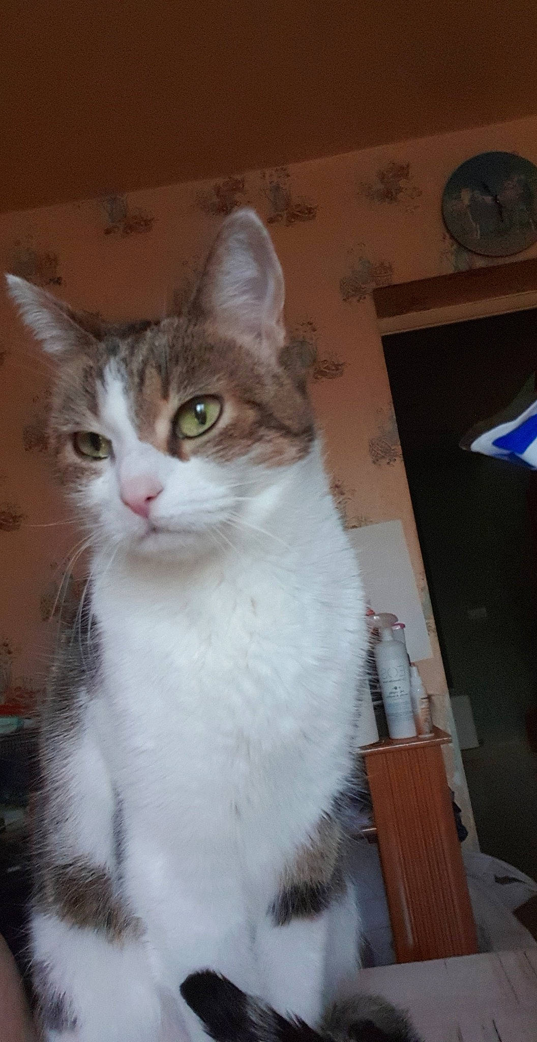 Chippie a rejoint le concours — aidez-le/la à gagner de superbes lots ! box, carnivore, cat, cat_furniture, domestic_short_haired_cat, door, fawn, felidae, fur, paw, small_to_medium_sized_cats, snout, tail, wall_plate, whiskers, window