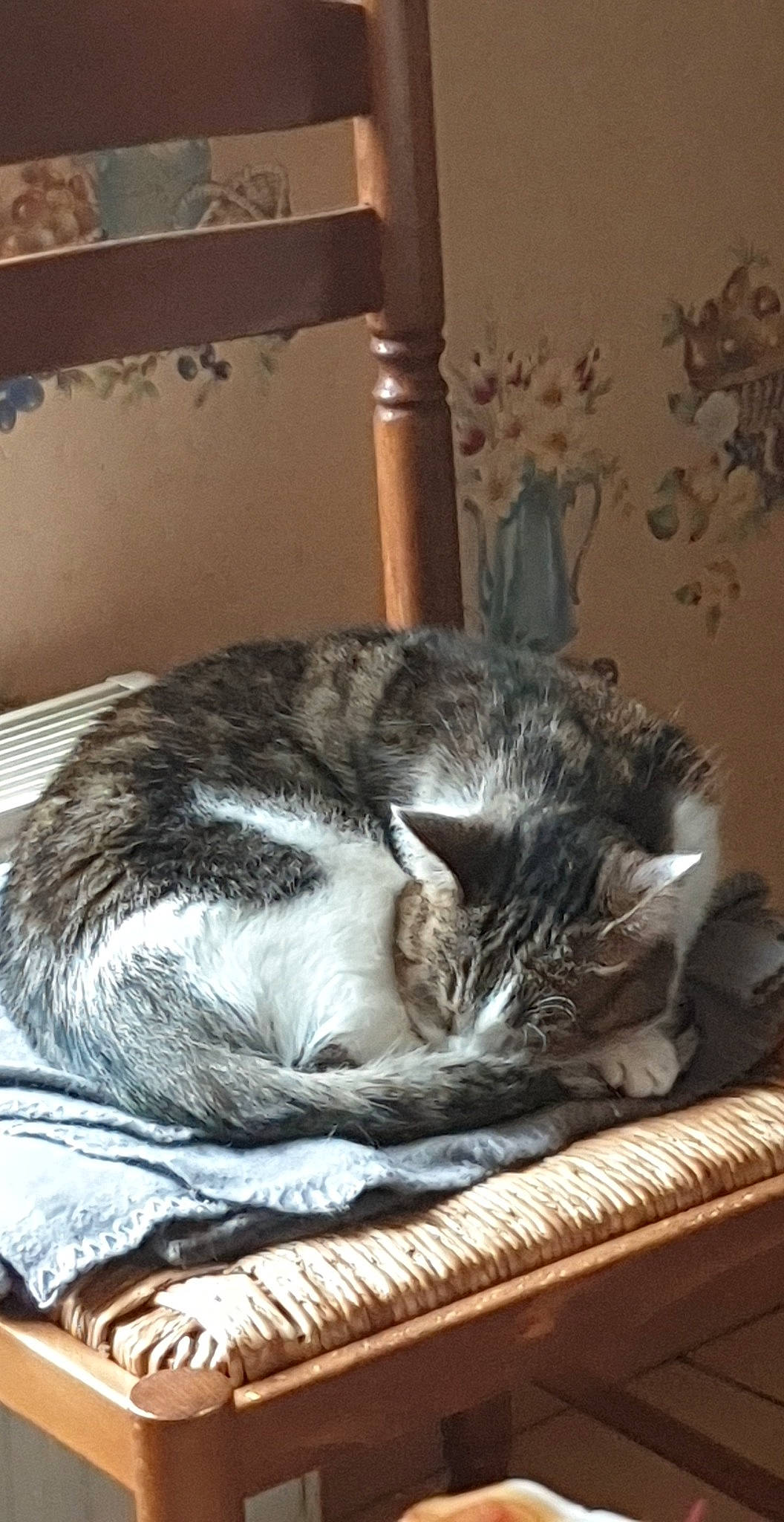 Chippie participe au concours pour gagner de l'argent avec cette photo : carnivore, cat, cat_supply, comfort, domestic_short_haired_cat, felidae, flooring, fur, grey, nap, paw, plant, room, sitting, small_to_medium_sized_cats, snout, tail, whiskers, window, wood