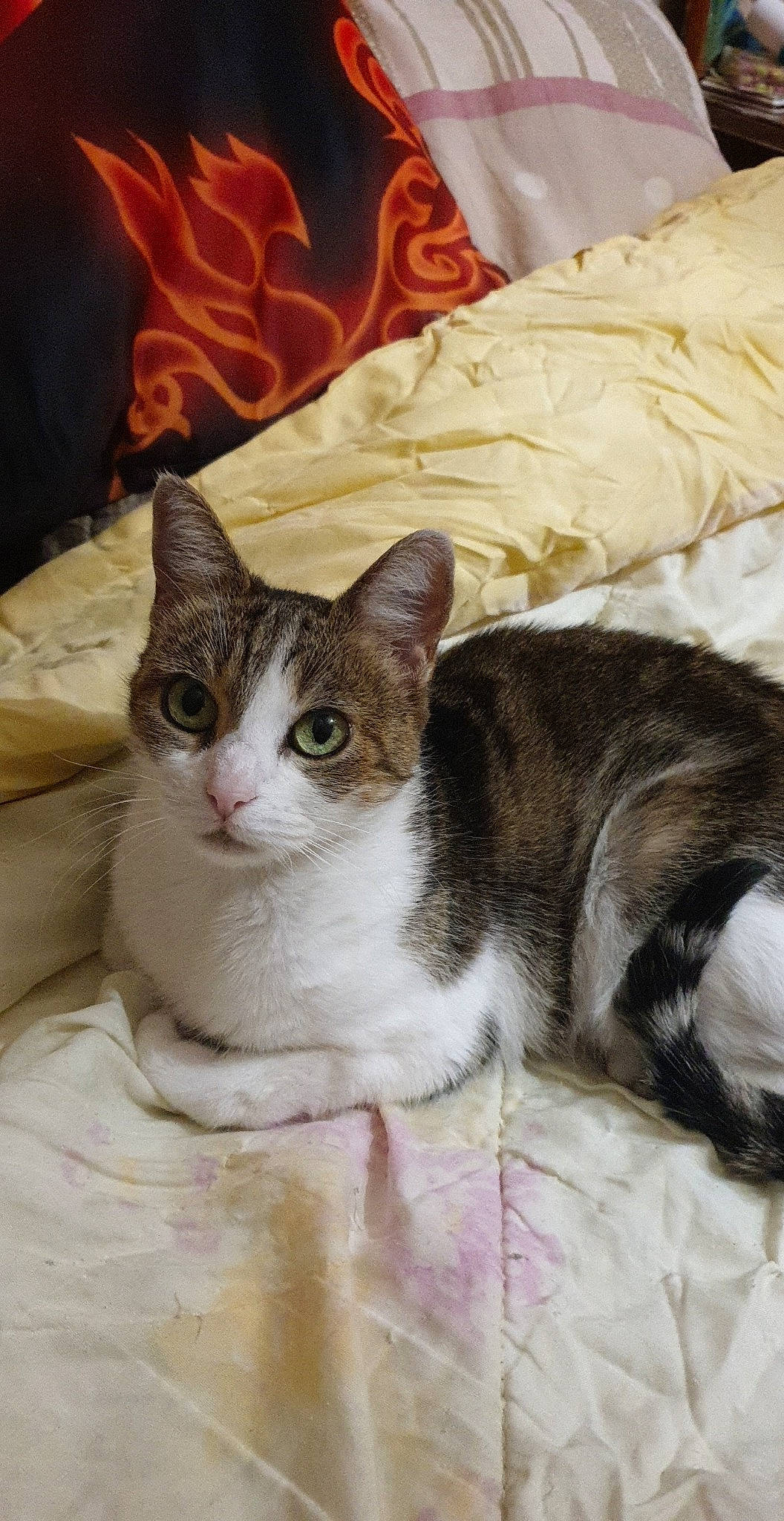 Chippie a rejoint le concours — aidez-le/la à gagner de superbes lots ! art, carnivore, cat, cat_supply, comfort, domestic_short_haired_cat, fawn, felidae, fur, linens, paw, sitting, small_to_medium_sized_cats, snout, tail, terrestrial_animal, whiskers