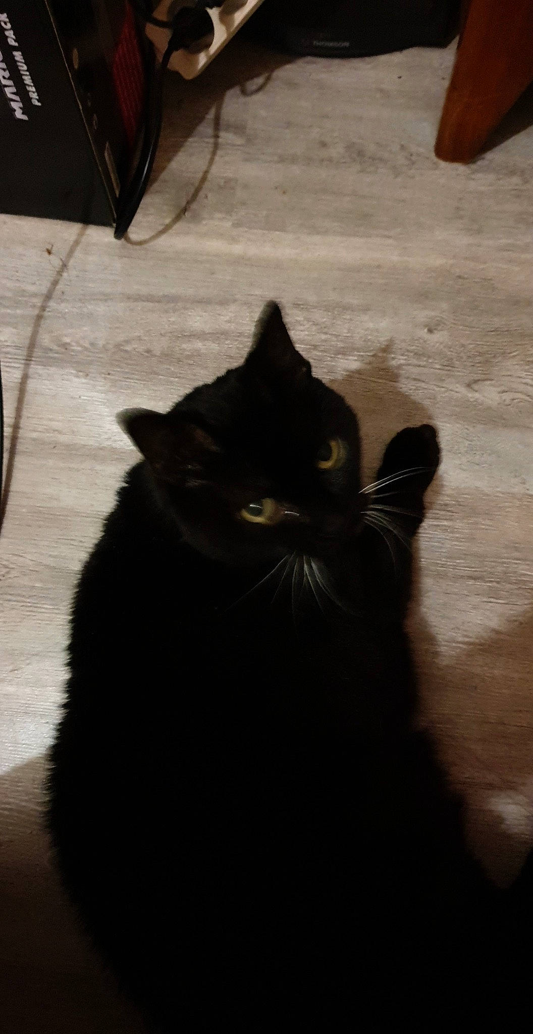 Zouzou a rejoint le concours — aidez-le/la à gagner de superbes lots ! black_cat, bombay, carnivore, cat, domestic_short_haired_cat, felidae, floor, flooring, fur, grey, hardwood, road_surface, shadow, small_to_medium_sized_cats, snout, tail, terrestrial_animal, whiskers, window, wood