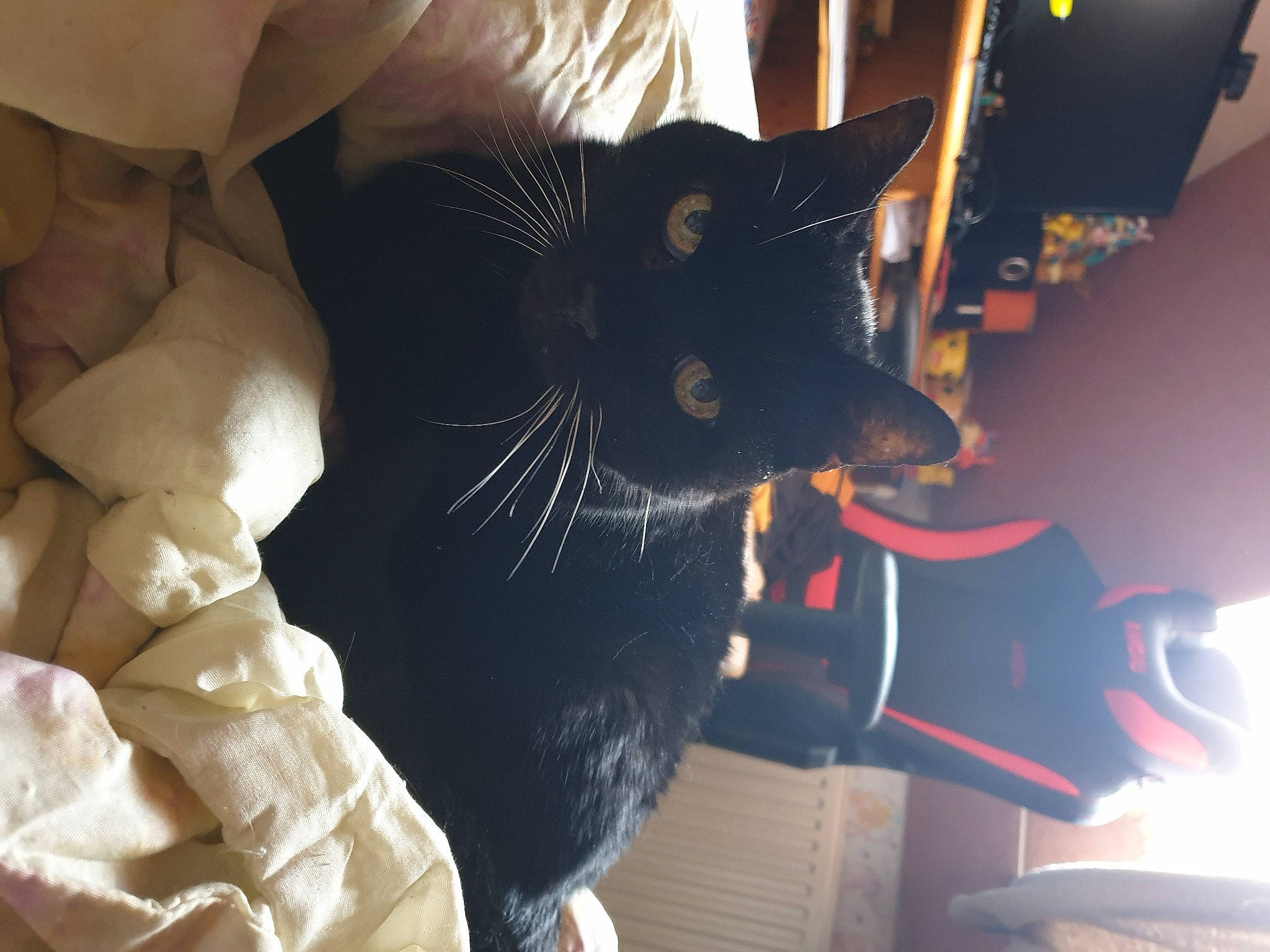 Zouzou participe au concours pour gagner de l'argent avec cette photo : black_cat, bombay, carnivore, cat, comfort, domestic_short_haired_cat, felidae, fur, plant, room, small_to_medium_sized_cats, snout, tail, tree, whiskers, window