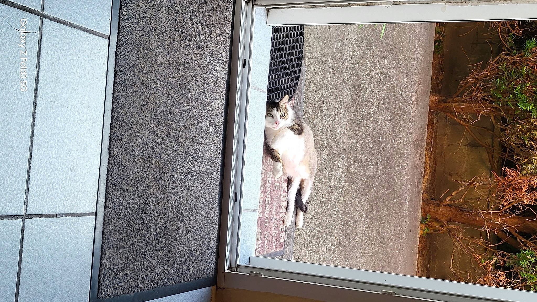 Chocapic participe au concours pour gagner de l'argent avec cette photo : carnivore, cat, domestic_short_haired_cat, facade, fawn, felidae, fixture, glass, home_door, rectangle, room, sash_window, shade, small_to_medium_sized_cats, tail, tints_and_shades, whiskers, window, window_covering, wood