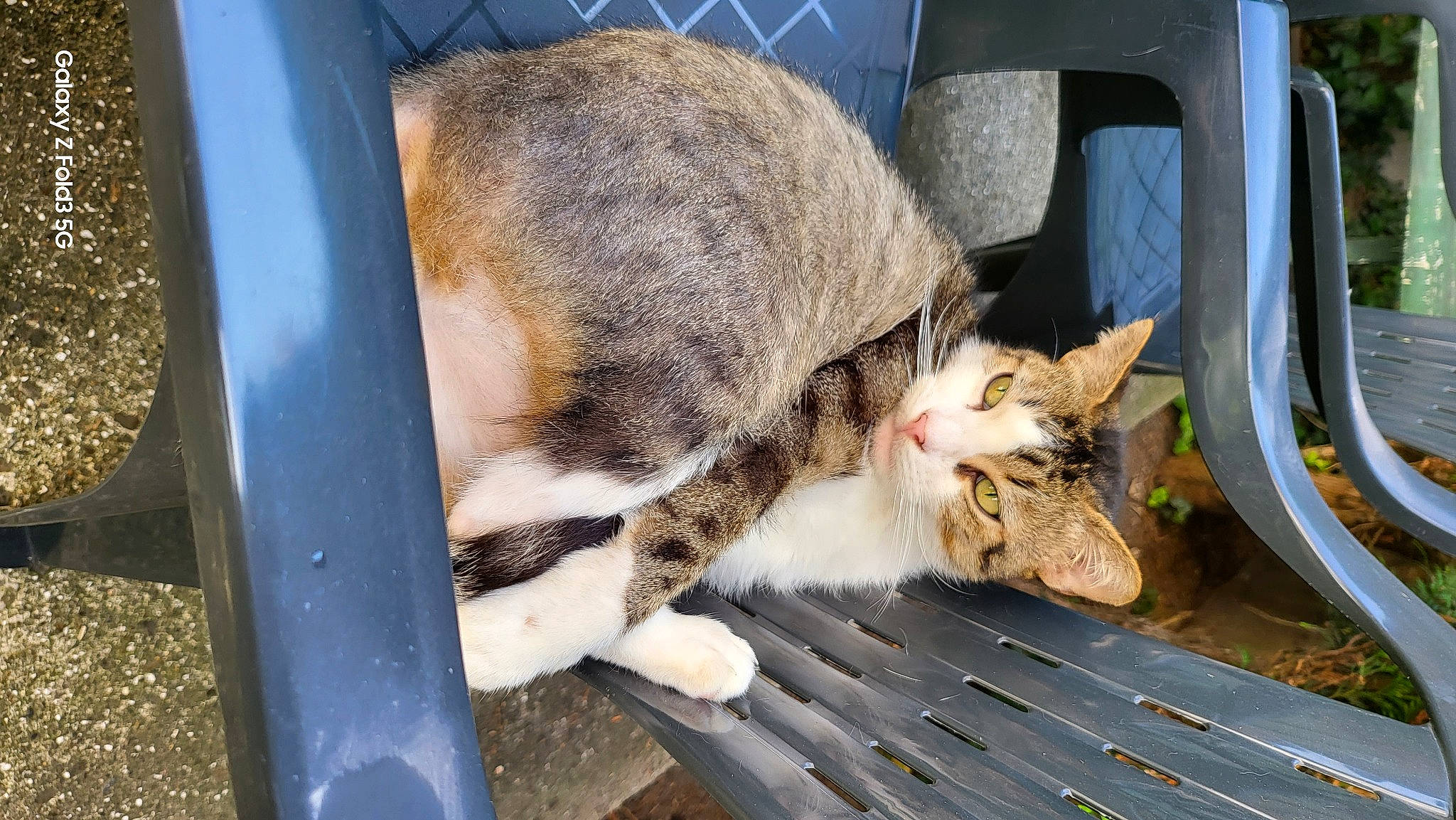 Chocapic a rejoint le concours — aidez-le/la à gagner de superbes lots ! carnivore, cat, chair, claw, comfort, domestic_short_haired_cat, fawn, felidae, fur, small_to_medium_sized_cats, tail, terrestrial_animal, whiskers