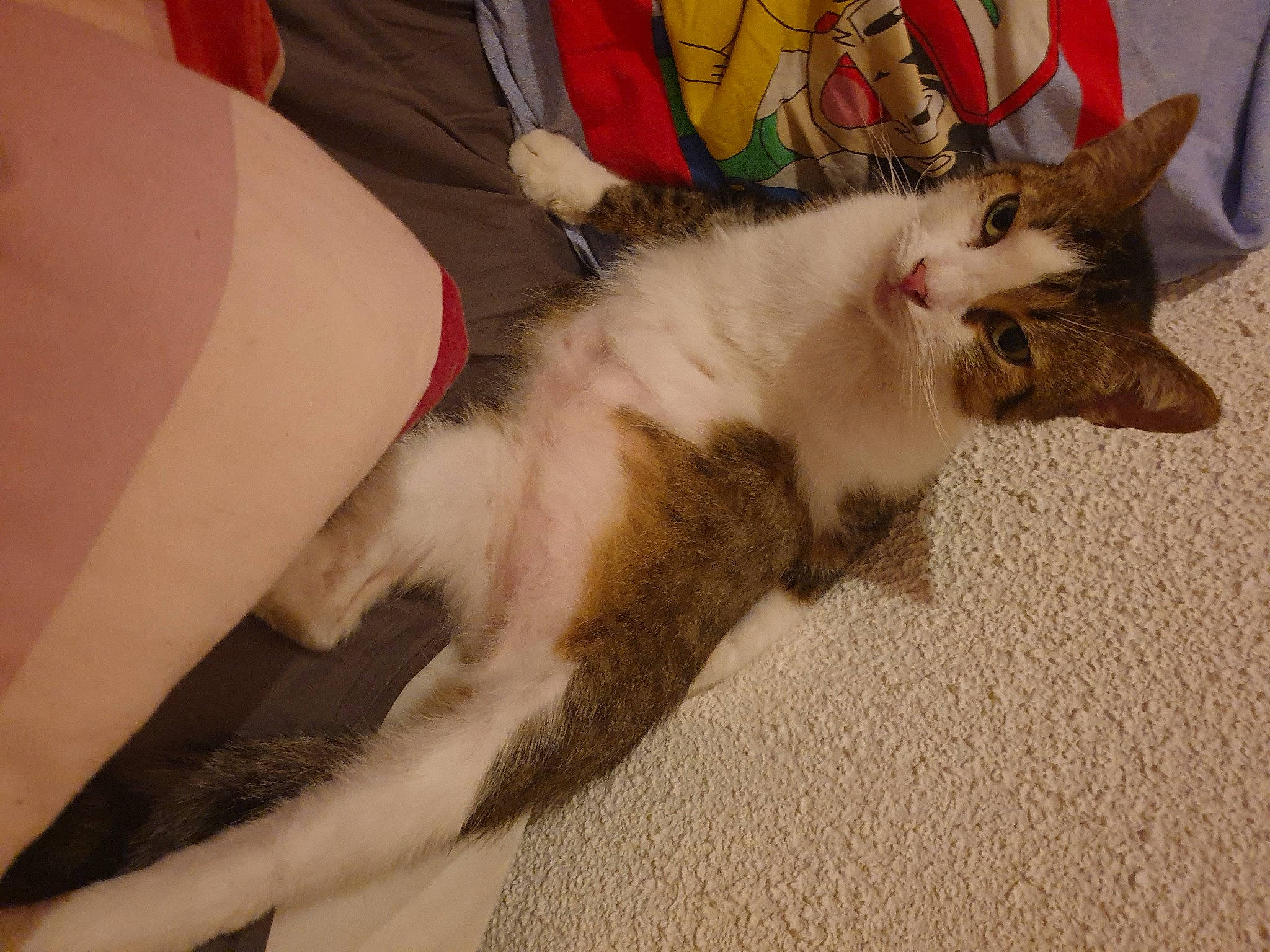 Chocapic a rejoint le concours — aidez-le/la à gagner de superbes lots ! canidae, carnivore, cat, claw, comfort, domestic_short_haired_cat, felidae, flooring, foot, fur, lap, paw, small_to_medium_sized_cats, tail, whiskers