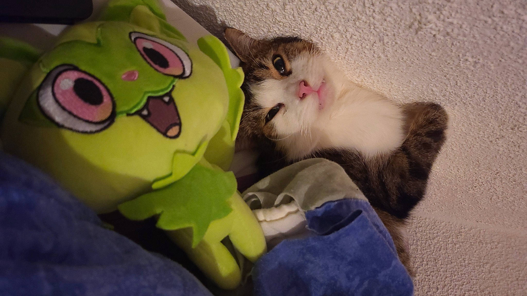 Chocapic a rejoint le concours — aidez-le/la à gagner de superbes lots ! carnivore, cat, claw, domestic_short_haired_cat, eyewear, felidae, fur, paw, plush, small_to_medium_sized_cats, stuffed_toy, tail, toy, whiskers