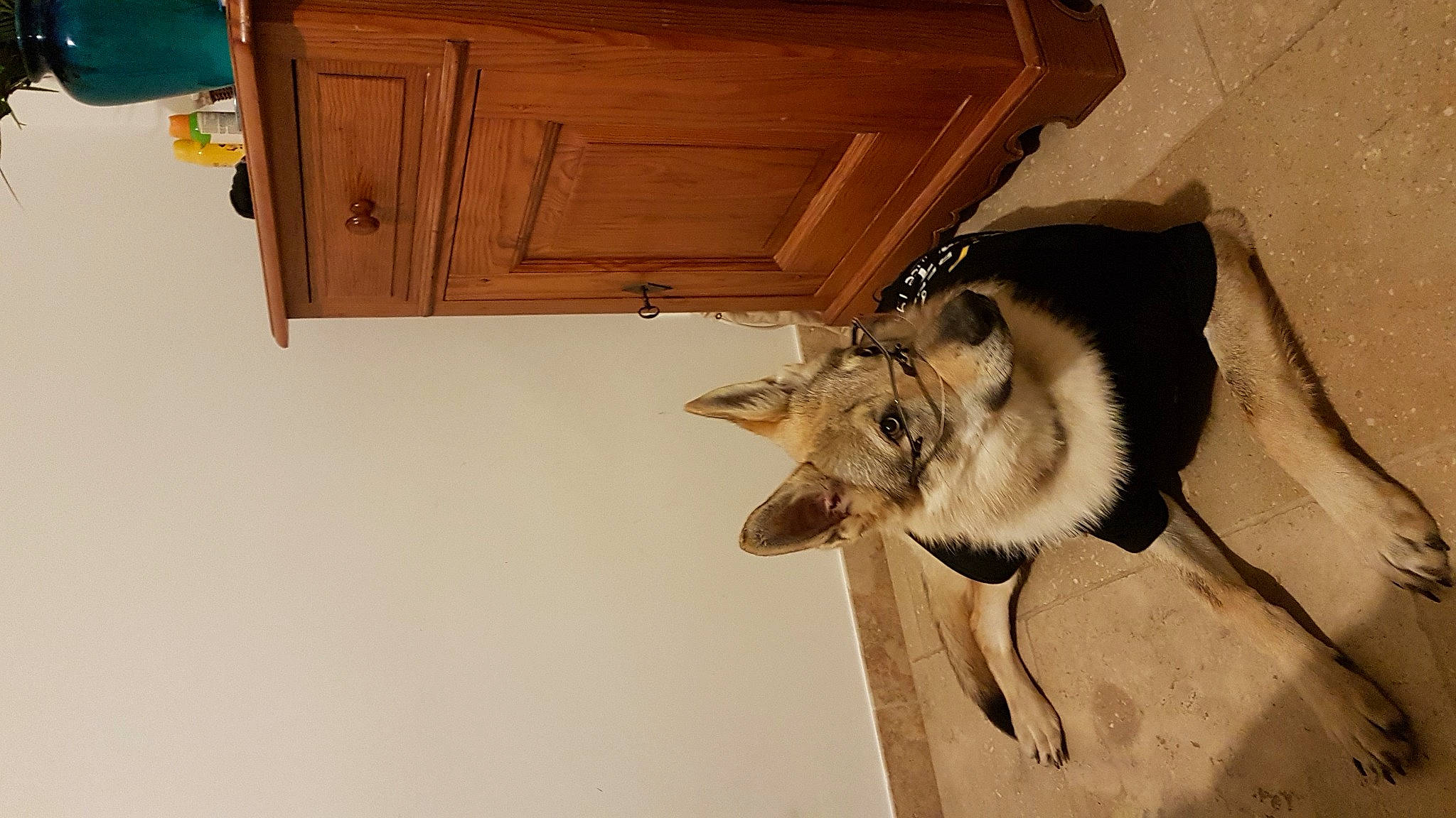 Tayko a rejoint le concours — aidez-le/la à gagner de superbes lots ! cabinetry, canidae, carnivore, cupboard, dog_breed, domestic_short_haired_cat, drawer, fawn, felidae, floor, flooring, fur, hardwood, room, small_to_medium_sized_cats, snout, sporting_group, tail, wood, wood_stain