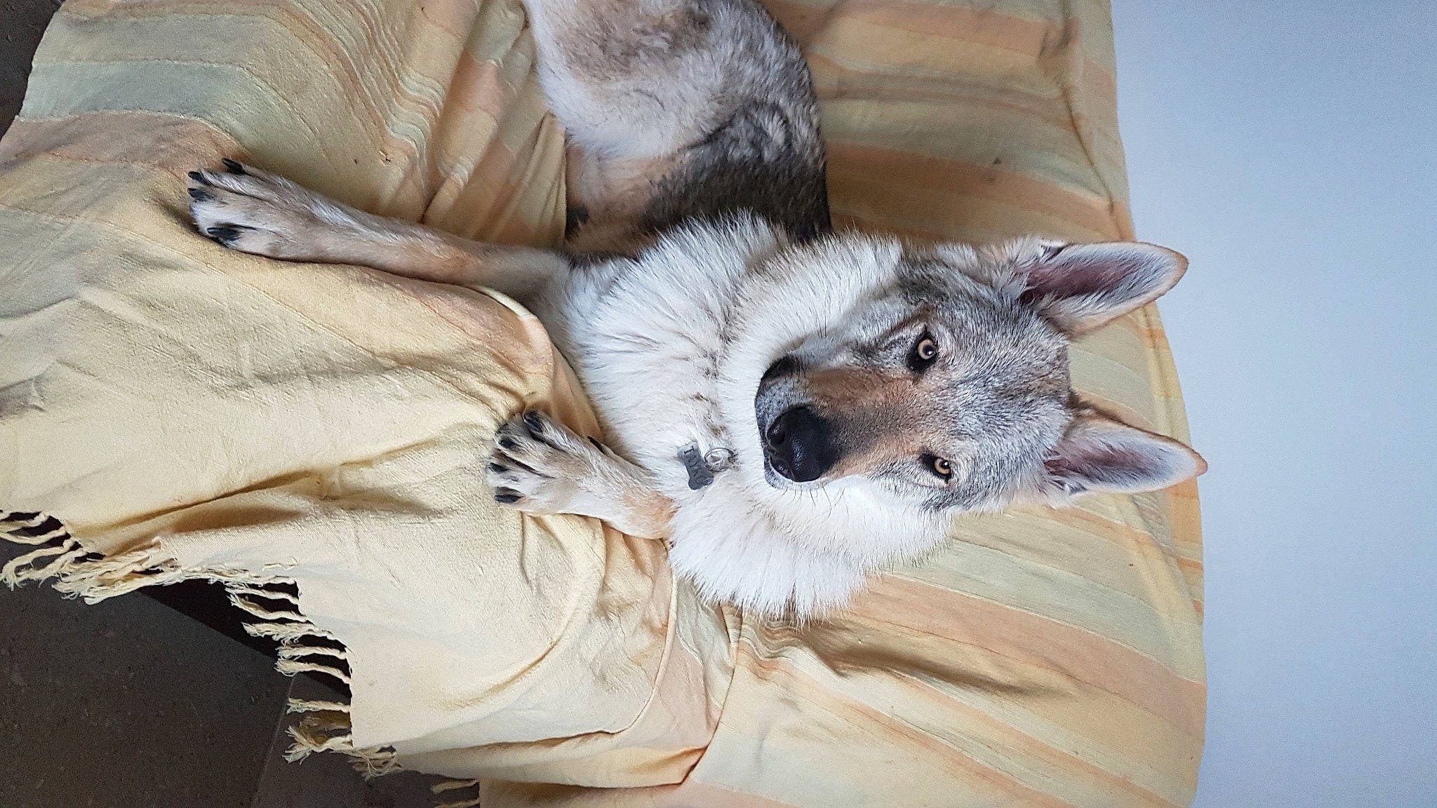 Tayko a rejoint le concours — aidez-le/la à gagner de superbes lots ! canidae, carnivore, comfort, companion_dog, dog, dog_breed, dog_supply, fawn, felidae, fur, linens, paw, small_to_medium_sized_cats, snout, sporting_group, tail, terrestrial_animal, toy_dog, whiskers, working_animal