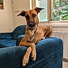 Khezera participe au concours pour gagner de l'argent avec cette photo : blue_furniture, brown_dog, canine, casual, couch, cozy, crossed_paws, dog, domestic_animal, furniture, home, indoor, living_room, natural_light, pet, quiet, relaxed, resting, sunlight, window