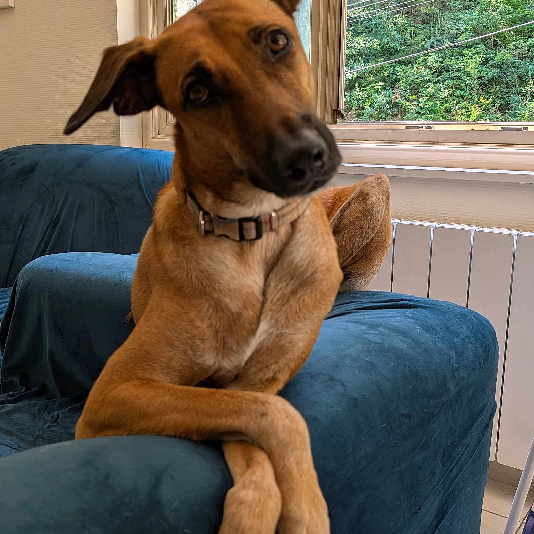Khezera participe au concours pour gagner de l'argent avec cette photo : brown_dog, canine, collar, couch, crossed_paws, curious, dog, domestic, floor, furniture, greenery, home, indoor, pet, radiator, relaxed, resting, sunlight, tilted_head, window