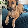 Khezera participe au concours pour gagner de l'argent avec cette photo : animal, artwork, blue_couch, brown_dog, canine, collar, couch, curious, dog, ears, floor, fur, indoor, lamp, living_room, pet, plant, potted_plant, resting, tile_floor