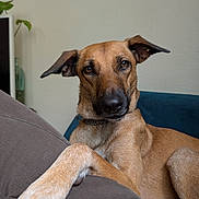 Khezera participe au concours pour gagner de l'argent avec cette photo : blanket, brown_dog, canine, collar, couch, dog, domestic_animal, ear, fur, furniture, home, indoor, knitted_blanket, leg, looking, paw, pet, relaxed, resting, snout