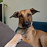 blanket, brown_dog, canine, collar, couch, dog, domestic_animal, ear, fur, furniture, home, indoor, knitted_blanket, leg, looking, paw, pet, relaxed, resting, snout