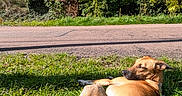 Khezera participe au concours pour gagner de l'argent avec cette photo : animal, canine, daytime, dog, grass, greenery, leisure, mammal, nature, outdoor, park, pet, relaxing, resting, road, scenery, summer, sunlight, sunny, tree