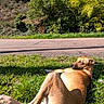 animal, canine, daytime, dog, grass, greenery, leisure, mammal, nature, outdoor, park, pet, relaxing, resting, road, scenery, summer, sunlight, sunny, tree