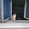 Mimine a rejoint le concours — aidez-le/la à gagner de superbes lots ! cat, calico, windowsill, window, open_window, indoor, night, curious, pet, animal, feline, sitting, looking, domestic, house, interior, curtain, glass, frame, quiet