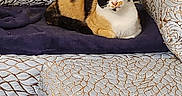 Mimine participe au concours pour gagner de l'argent avec cette photo : calico_cat, cat, pet, animal, indoor, couch, cushion, blanket, patterned_fabric, decor, furniture, relaxed, alert_eyes, home, cozy, resting, fur, domestic_cat, cute, calm
